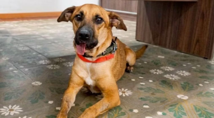 Canela fue sometida a varias cirugías para la colocación de una prótesis mandibular. Foto: Gentileza Canela fue sometida a varias cirugías para la colocación de una prótesis mandibular. Foto: Gentileza
