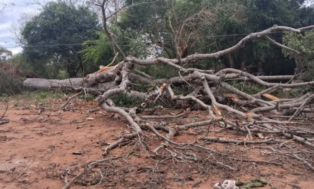 El frondoso árbol cayó encima de la mujer y su bebé de un año y 3 meses. Foto: Gentileza.