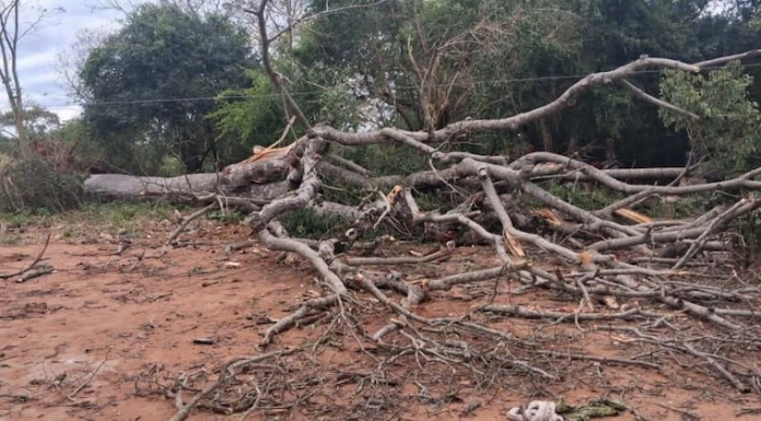 El frondoso árbol cayó encima de la mujer y su bebé de un año y 3 meses. Foto: Gentileza. El frondoso árbol cayó encima de la mujer y su bebé de un año y 3 meses. Foto: Gentileza.