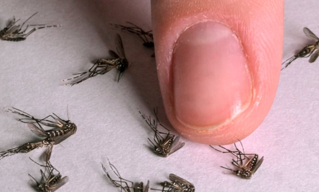 Dengue mantiene baja circulación y no registra hospitalizados ni fallecidos