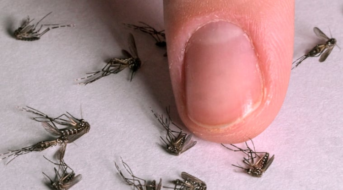 Dengue mantiene baja circulación y no registra hospitalizados ni fallecidos