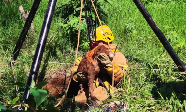 El rescate permitió poner a salvo al animal y evitar un desenlace fatal.Foto: Wilson Ferreira.