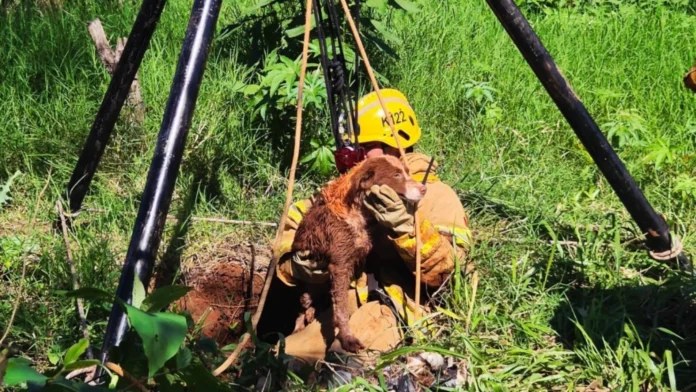 El rescate permitió poner a salvo al animal y evitar un desenlace fatal.Foto: Wilson Ferreira. El rescate permitió poner a salvo al animal y evitar un desenlace fatal.Foto: Wilson Ferreira.