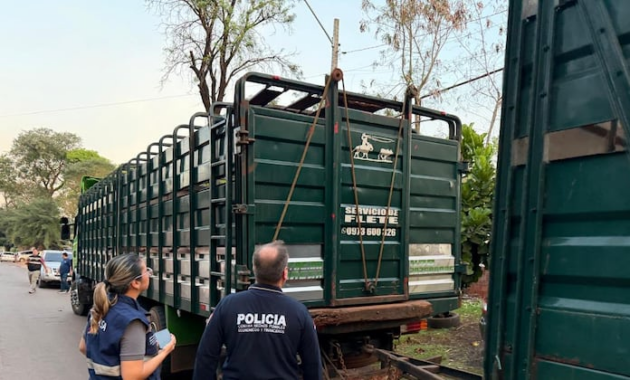 El semirremolque se encontraba repleto de ejemplares porcinos sin documentación. Foto: Gentileza.