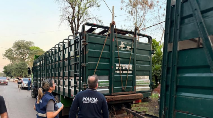 El semirremolque se encontraba repleto de ejemplares porcinos sin documentación. Foto: Gentileza. El semirremolque se encontraba repleto de ejemplares porcinos sin documentación. Foto: Gentileza.