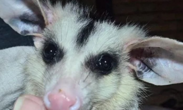 Inicia la época reproductiva del mykurẽ: veterinarios piden proteger a las crías