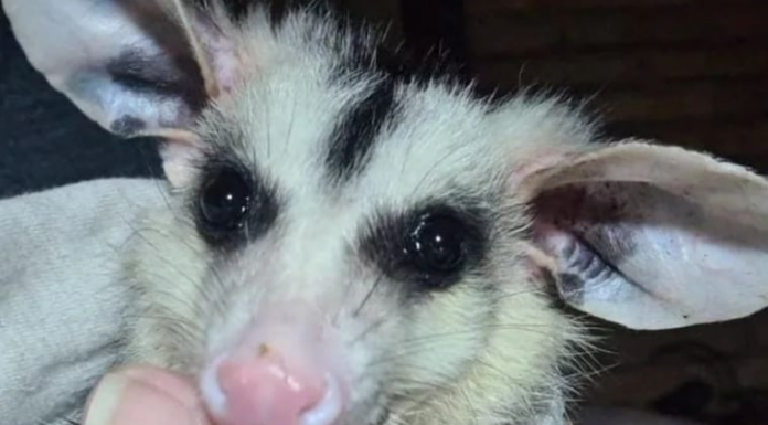 Inicia la época reproductiva del mykurẽ: veterinarios piden proteger a las crías