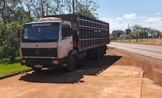 El camión transportaba 46 cerdos. Foto: Gentileza.