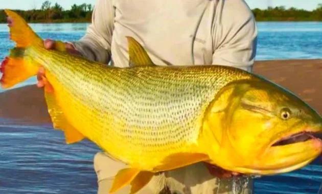 El enorme cardumen de dorados continúa remontando el río Paraná.Foto: Gentileza.