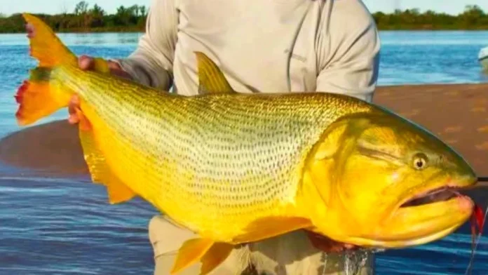 El enorme cardumen de dorados continúa remontando el río Paraná.Foto: Gentileza. El enorme cardumen de dorados continúa remontando el río Paraná.Foto: Gentileza.
