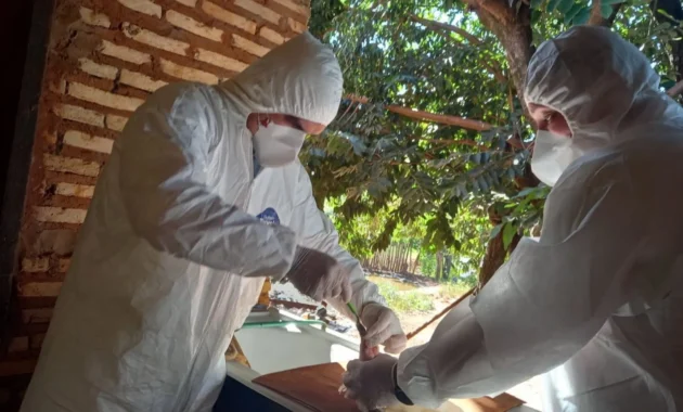 Senacsa volvió a activar una alerta sanitaria máxima ante la notificación de un caso de influenza aviar en aves de traspatio, esta vez en Uruguay. Foto: Archivo ÚH.