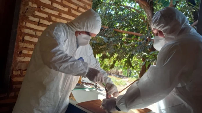 Senacsa volvió a activar una alerta sanitaria máxima ante la notificación de un caso de influenza aviar en aves de traspatio, esta vez en Uruguay. Foto: Archivo ÚH.