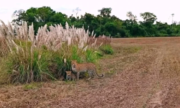 Los felinos se internaron en el bosque luego de ser vistos.Foto: Gentileza.