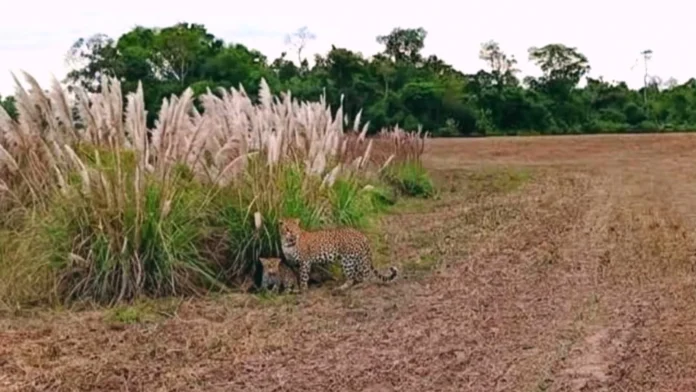 Los felinos se internaron en el bosque luego de ser vistos.Foto: Gentileza.
