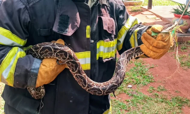 Bomberos Voluntarios de Villa Elisa rescató a una serpiente yarará de 1,50 metros.Foto. Gentileza/Agrupación de Bomberos Voluntarios de Villa Elisa.