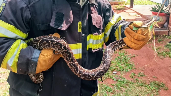 Bomberos Voluntarios de Villa Elisa rescató a una serpiente yarará de 1,50 metros.Foto. Gentileza/Agrupación de Bomberos Voluntarios de Villa Elisa. Bomberos Voluntarios de Villa Elisa rescató a una serpiente yarará de 1,50 metros.Foto. Gentileza/Agrupación de Bomberos Voluntarios de Villa Elisa.