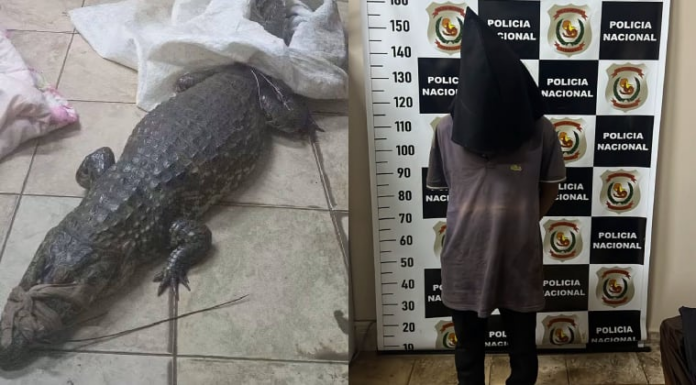El hombre fue sorprendido con el yacaré a cuestas. Foto: Gentileza.